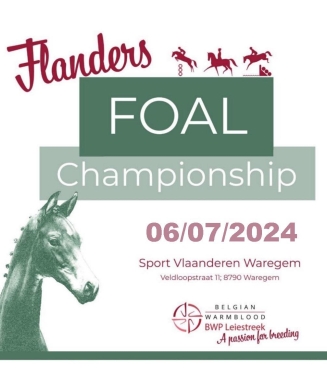 flanders foal championship