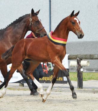 National Championship BWP Elite Foals