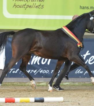 BRp Prijskamp en wedstrijd Bestgaande Rijpony, Oost- en West-Vlaanderen