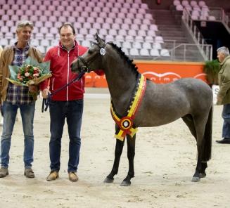 Inschrijvingen BRp Hengstenkeuring van start