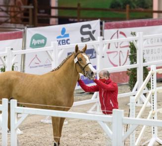 BWP Hengstenkeuring: alles te volgen via de livestream