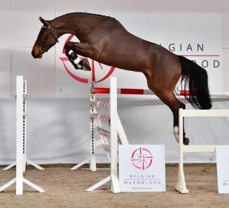 BWP Young Horses Auction: het bieden is gestart