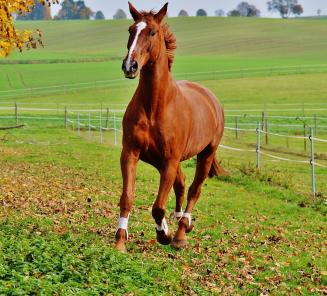 Onderzoek naar het oppervlaktegebruik van de paardensector