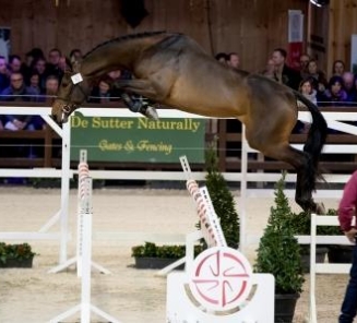 Allerlaatste dagen inschrijven BWP Hengstenkeuring & Top Stallion Auction