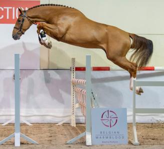 BWP Top Stallion Auction: registreer je nu om online mee te kunnen bieden