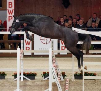 BWP Top Stallion Auction presenteert: de veilinghengsten