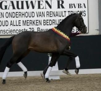 BWP verwelkomt 4 nieuwe dressuurhengsten