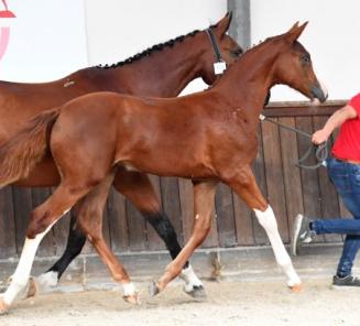 Online Foal Auction: N'oubliez pas de vous enregistrer!