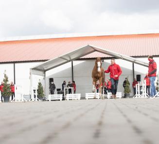 BRp Hengstenkeuring: alles te volgen via de livestream