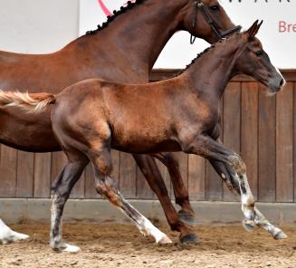 Thilde van het Strateneinde is de veilingtopper van de BWP Online Foal Auction