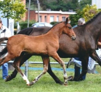 Cocorico Wallon au Championnat National des Poulains