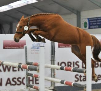 Belgian Youngster Trials 2013