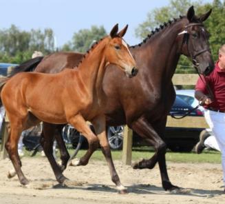 Zet je veulen op de cover van EquiTime Zet je veulen op de cover van EquiTime
