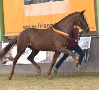 Miss Dior van den Bruel remporte le Championnat du Jour de l?option des juments de dressage