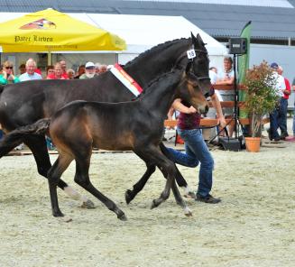 Cataloog Nationale manifestatie Tuigpaarden online