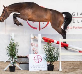 Le BWP Top Stallion Auction vous présente : les étalons de la vente aux enchères