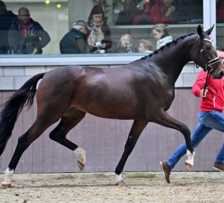 Steenackers Diamant