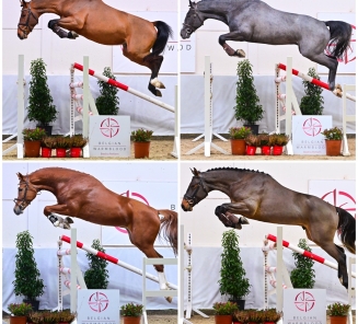 Compilatie BWP Top Stallion Auction