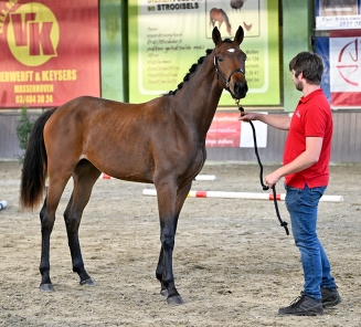 What A Surprise Van De Amane Stables