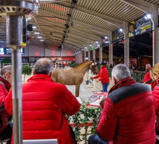 Hengstenkeuring 2024