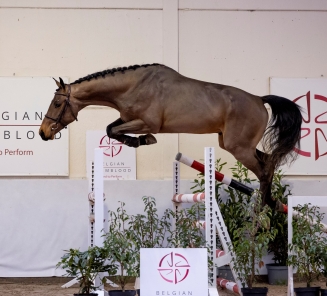 YOUNG HORSES AUCTION