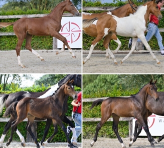 online foal auction