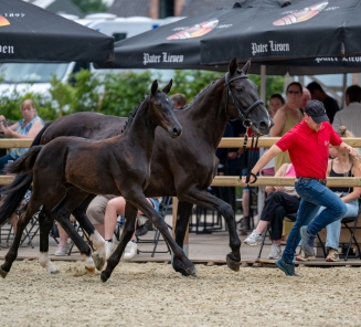 Fokkerijdag en veulenkampioenschap Zuid-Oost-Vlaanderen