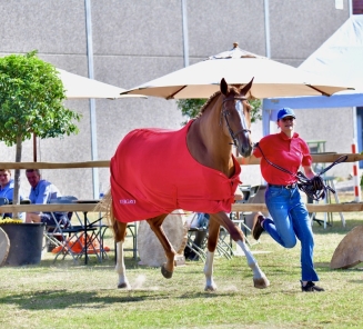 Fokkerijdag Pittem Torhout