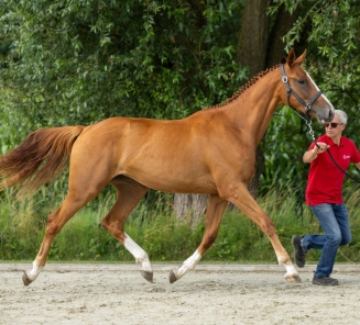 Fokkerijdag Antwerpen - Geel