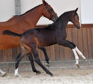 BWP Online Foal Auction: laatste uren om te bieden