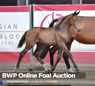 Catalogue du BWP Online Foal Auction