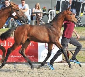 The champions of the National BWP Foal Championships