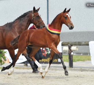 De très nombreux poulains  inscrits au Championnat National ce samedi!