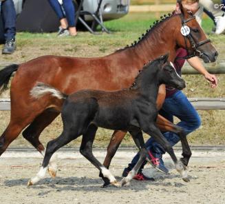 Hengstenrapporten in Speciale Editie EquiTime