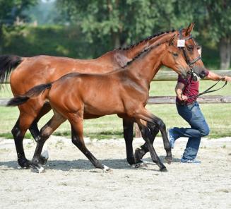 Fruhling van d'Avrije wint de WEF Challenge Cup