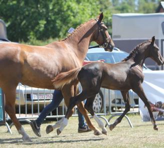 Prijskamp Gewest Pittem-Torhout op 15 augustus te Pittem