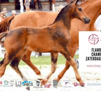 Flanders Foal Championship 19/6  breekt alle records!!