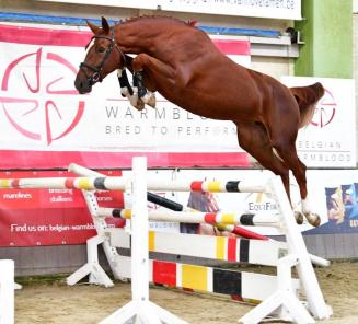 Open Vlaams BWP-veulenkampioenschap: Salvatore VD Bokke en Sunbeam Van Het Audgoed naar de Belgian Foal Auction!