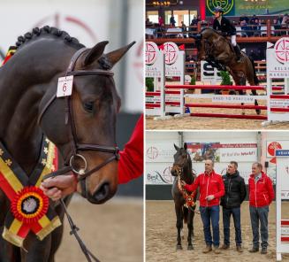 Pegase van t Ruytershof wint tweede BWP Young Stallion Award!