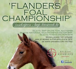 BWP LEIESTREEK DOET HET WEER : 125 veulens voor Flanders Foal Championship