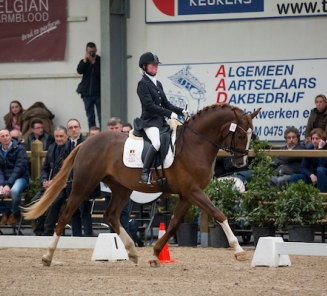 Dressage  Gesves : Quanto Curo V/H Bloemenhof démarre bien chez les 4-ans.