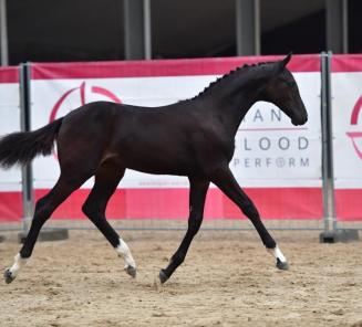 BWP Online Foal Auction: laatste uren 