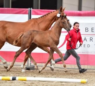 BWP Online Foal Auction: quelques témoignages