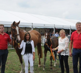 BRp-goedgekeurde hengst Kamirez van Orchids schittert met Nuytens in GP Ponys Gorla Minore