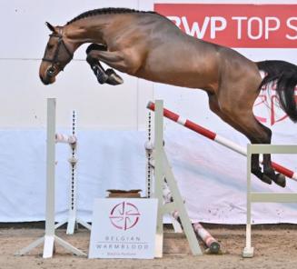 BWP Top Stallion Auction: een unieke opportuniteit om te investeren in gezond, exclusief prestatiebloed