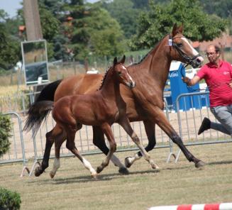 Pour les éleveurs BWP Wallon: le BWP région Tirlemont ouvre ses portes à tous les éleveurs wallons et vous invite à participer à leur journée d’élevage le samedi 10 juillet