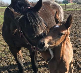 Ideas foal names 2019