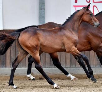 BWP Online Foal Auction: les enchères commencent