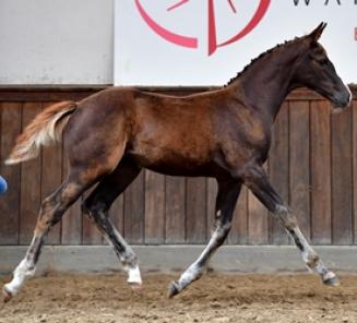 BWP Online Foal Auction: alle info online