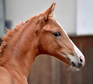 BWP Online Foal Auction: les dernières heures